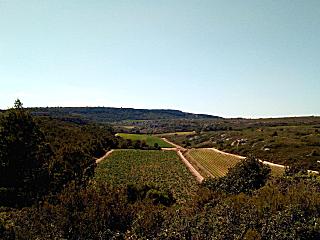Weinfelder im Naturschutzgebiet La Clape